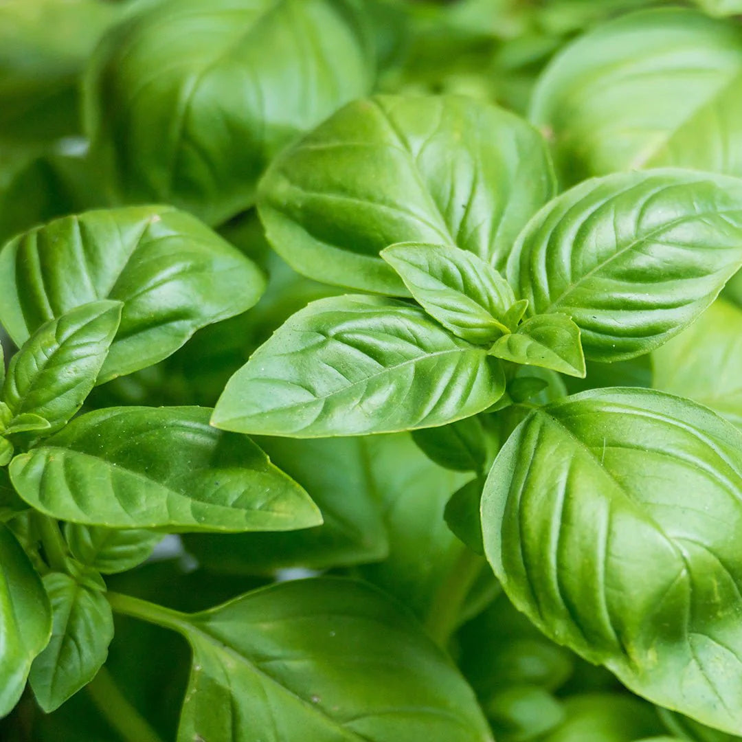 White Sweet Basil Leaf Oil