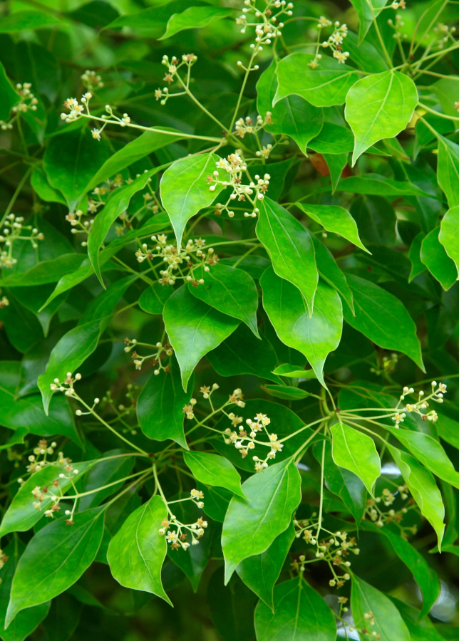 Camphor Oil